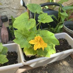 Pumpkin Plant