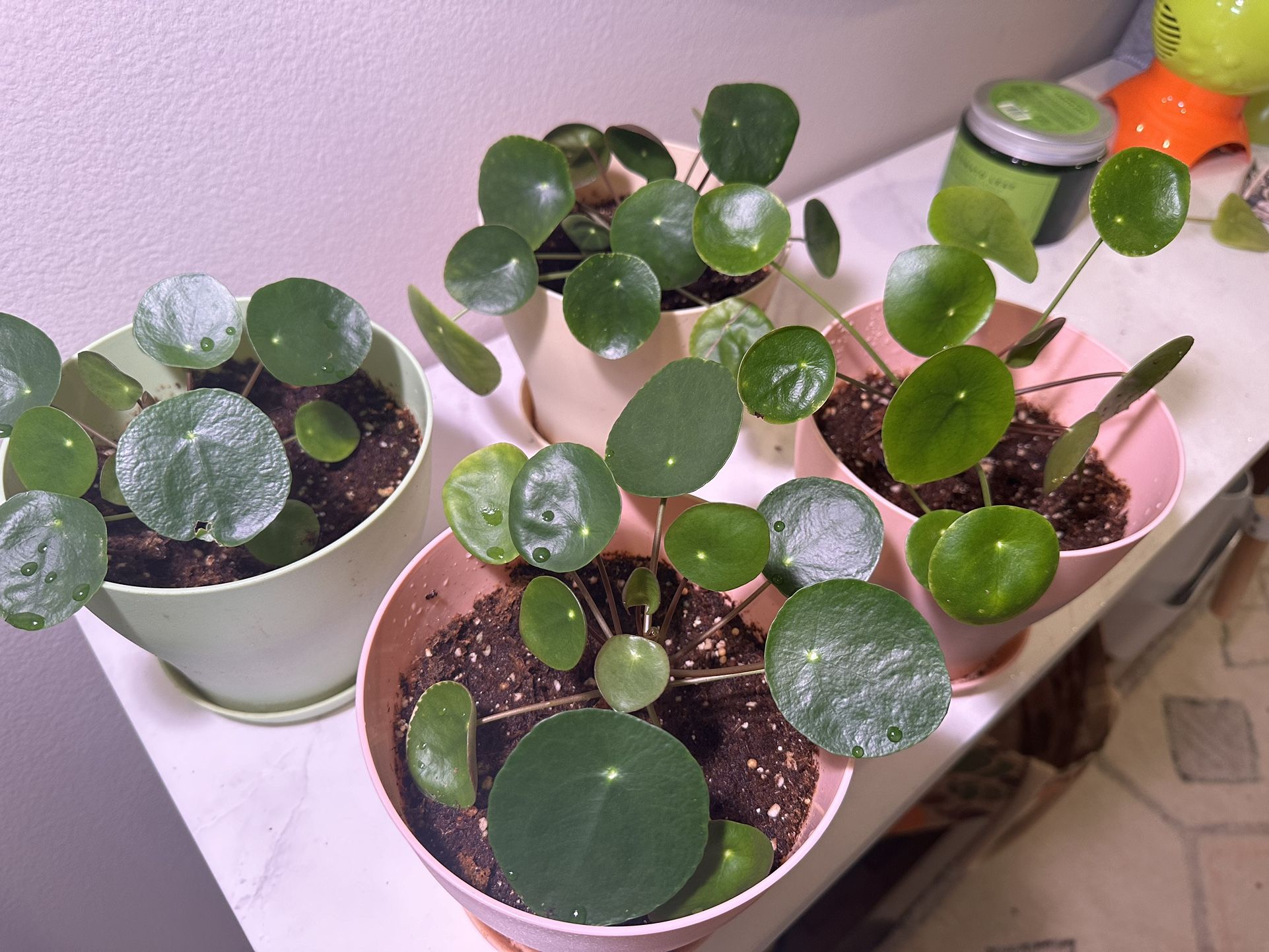 Pilea Peperomioides Plant, Chinese Money Plant In a 5inch Pot for Sale