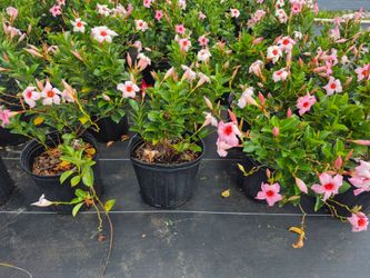 DIPLODENIA 3GALLONS