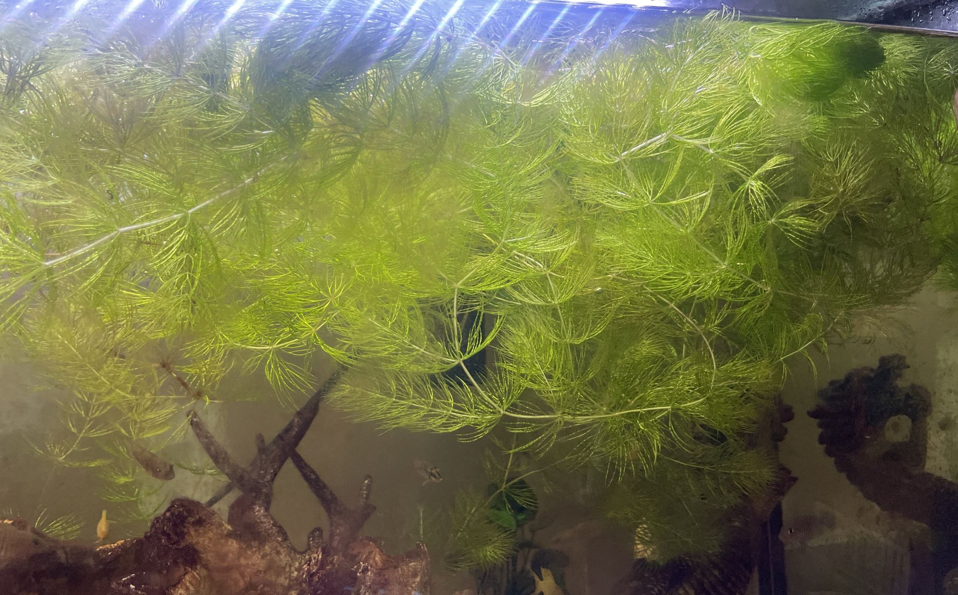 Hornwort