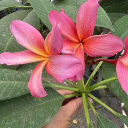 Plumeria Sundance 