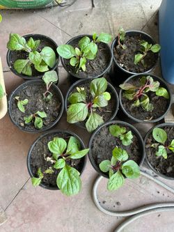 Japanese Red Mabalar Spinach Vegetable Plants Pot
