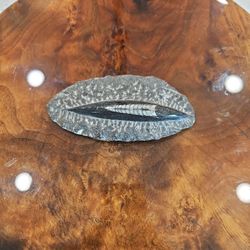 Orthoceras Fossil Plaque 