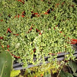 Succulents Plant.