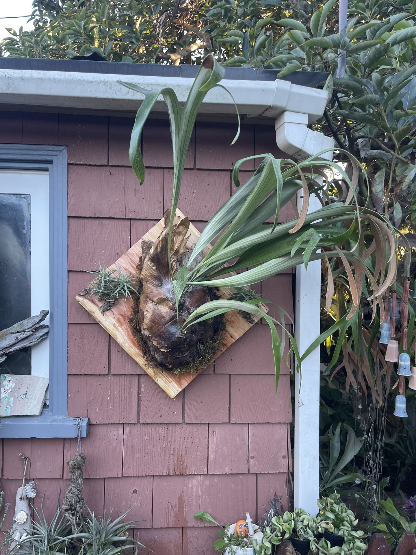 Large Double Staghorn Fern Mounted On Diamond Redwood 