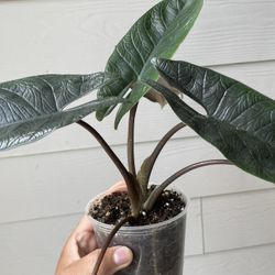 Rare Alocasia scalprum | Aka: Scalpel Plant | Tropical House Plant| $5 Discount With Local PickUp