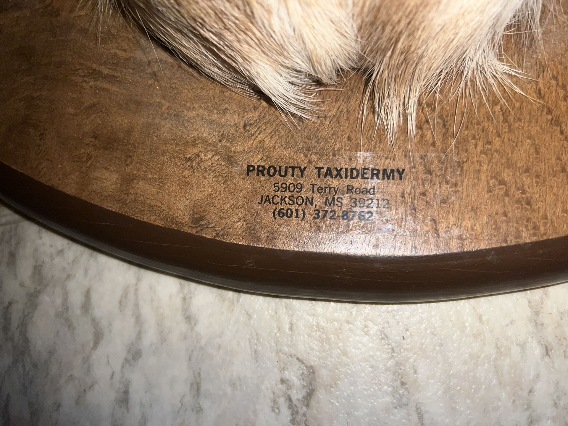 8pt Trophy Mounted Buck