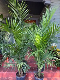 3  1/2 feet -4feet tall Majesty Palm Trees