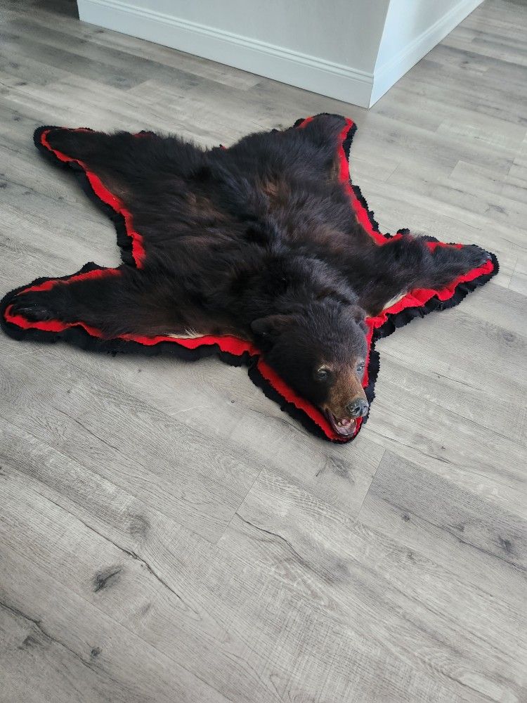 Real Bear Skin Rug