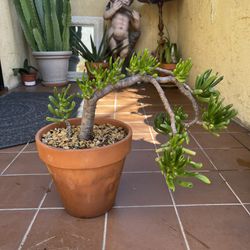 Bonsai Shrek Ear Plant Succulent