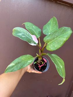 4” white princess philodendron