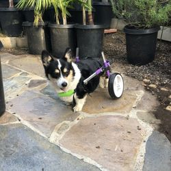 Pet Wheelchair Medium Size Dog 