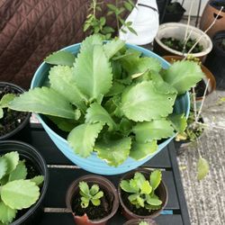 Medicine Plant Kalanchoe, Mother Of Crowds