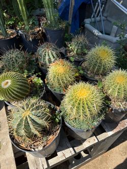 Cactus