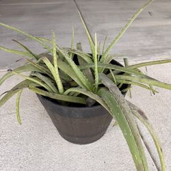 Aloe Vera plants + pot