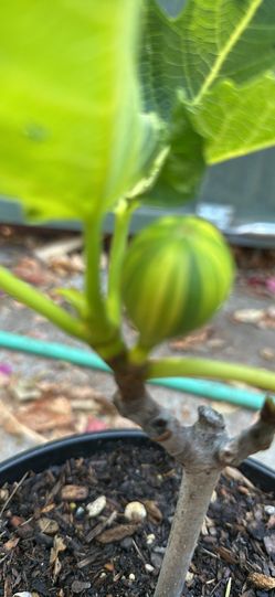 Tiger Panache fig tree