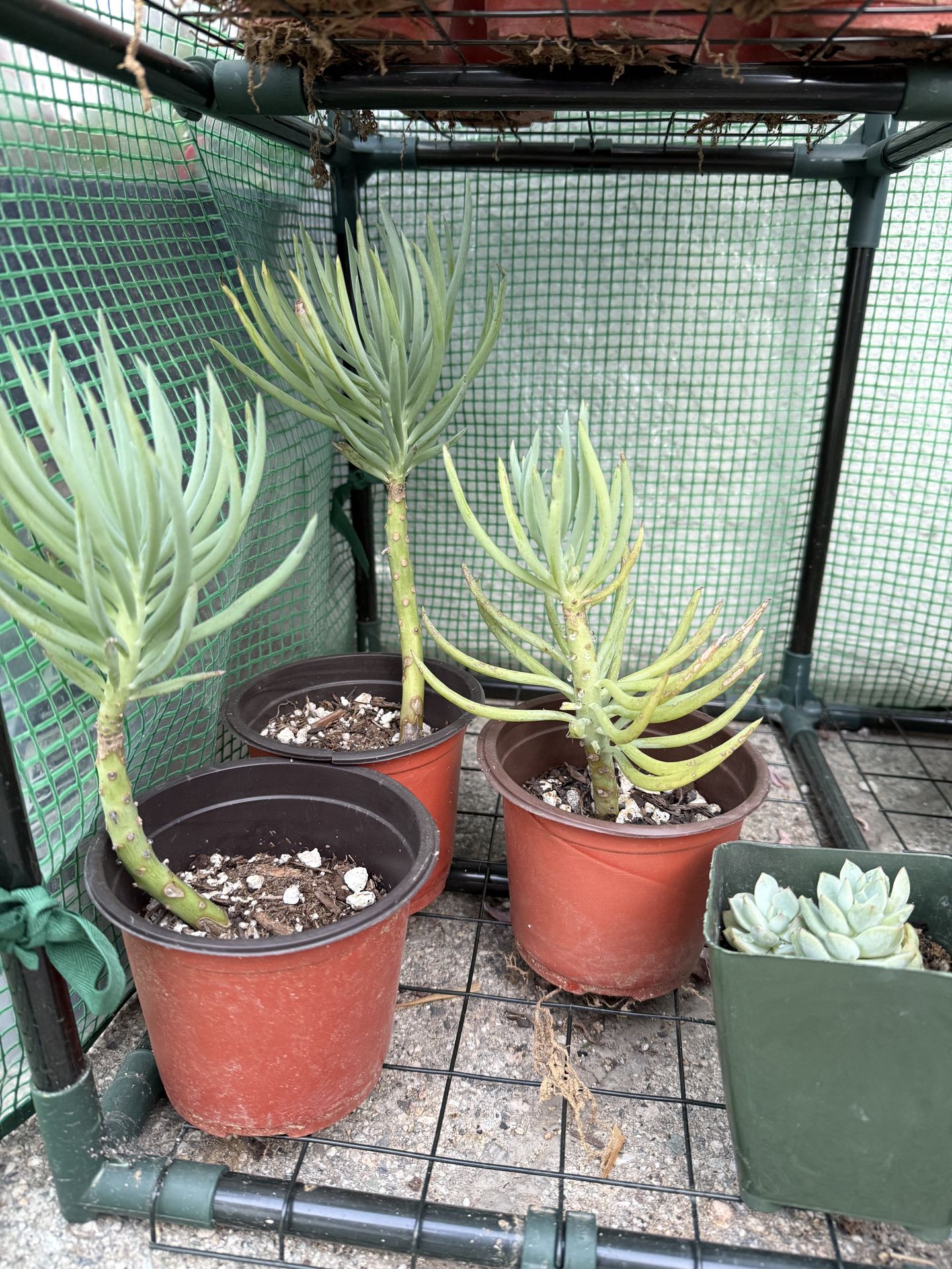 Senecio Vitalis (Green Chalk Sticks)