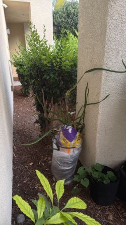 Dragon fruit plant