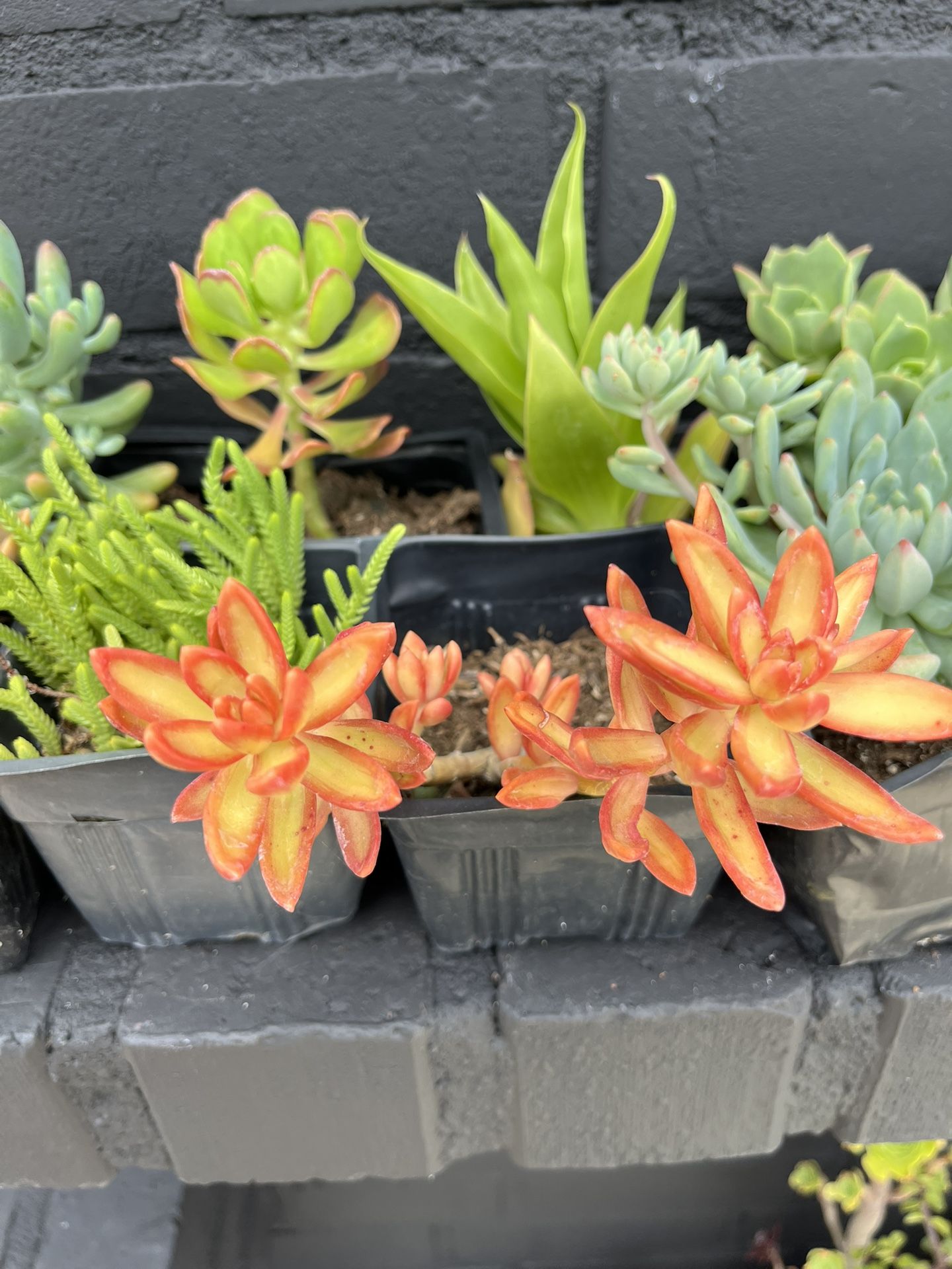 Succulents