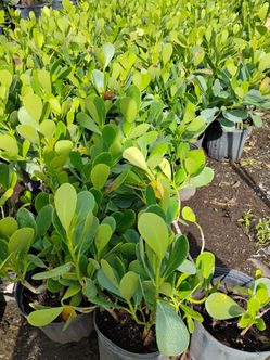 Clusia hedges from $4.50