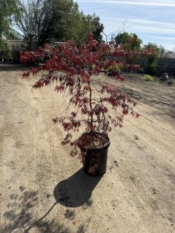 Crimson Queen Dwarf Japanese Maple Tree