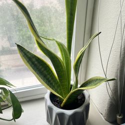 Medium Snake Plant  With Pot