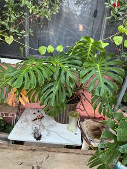 Monstera