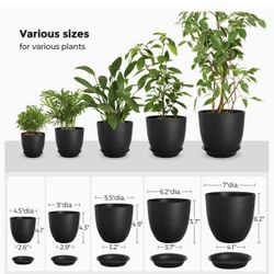 Plant Pots 