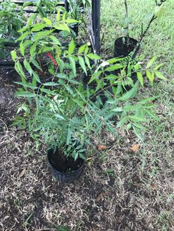 Neem tree.