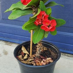 Plant