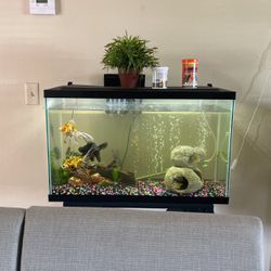 Gold Fish Tank
