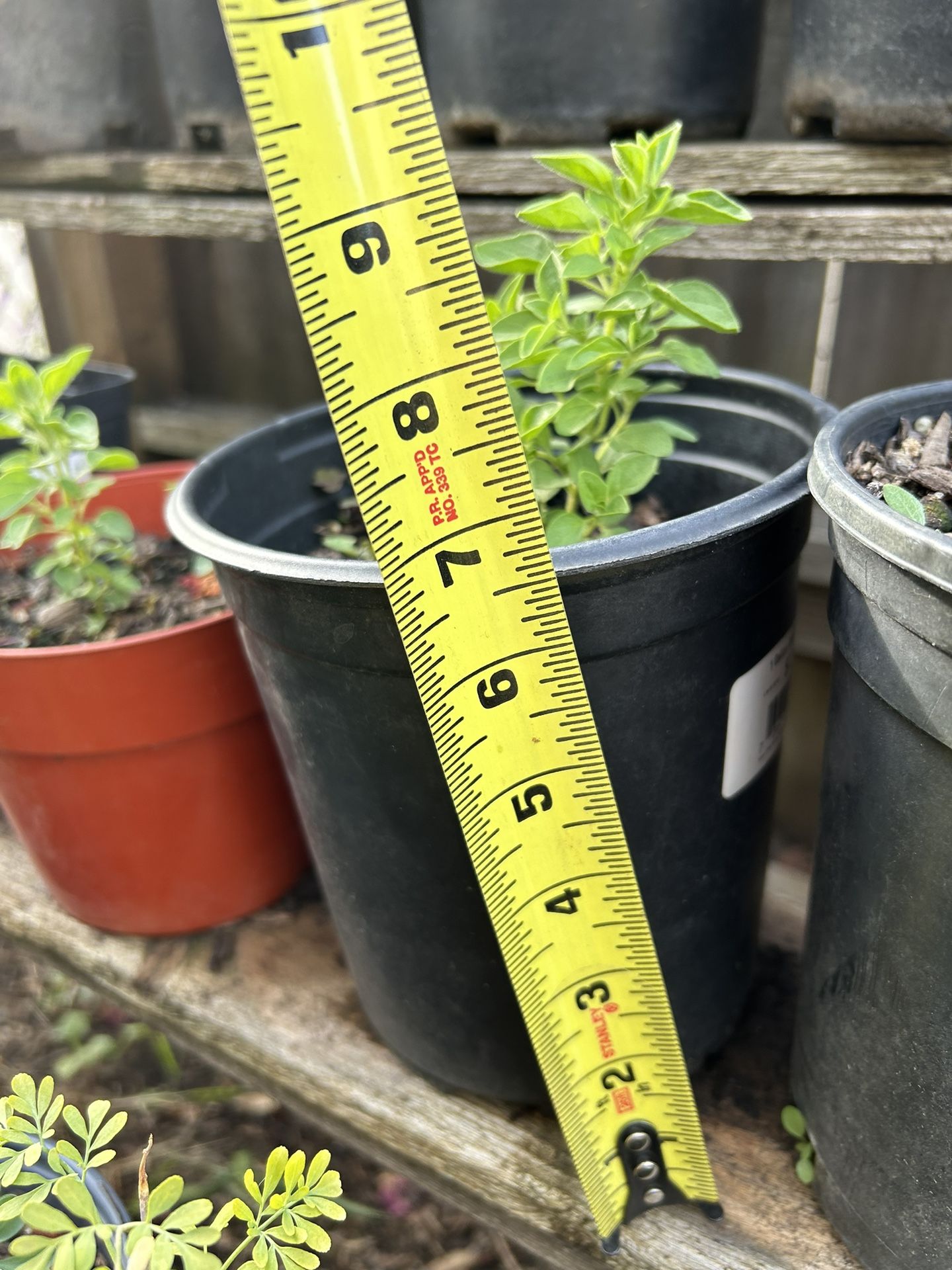 Ruda,epazotes,orégano