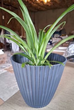 Well Rooted Thriving Houseplant In 8" New Blue Pot