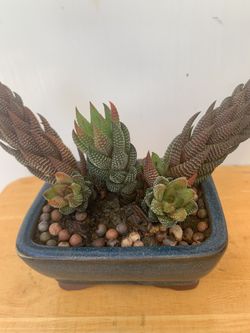 Plants 🪴