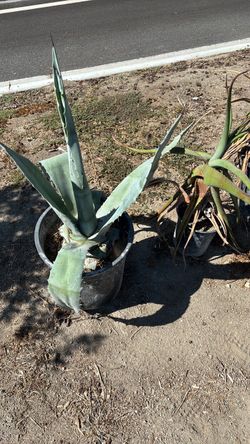 Free cactus & Aloe