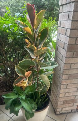Variegated Rubber Tree Plant in Pot