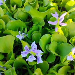 Water Hyacinth (Water Orchids)