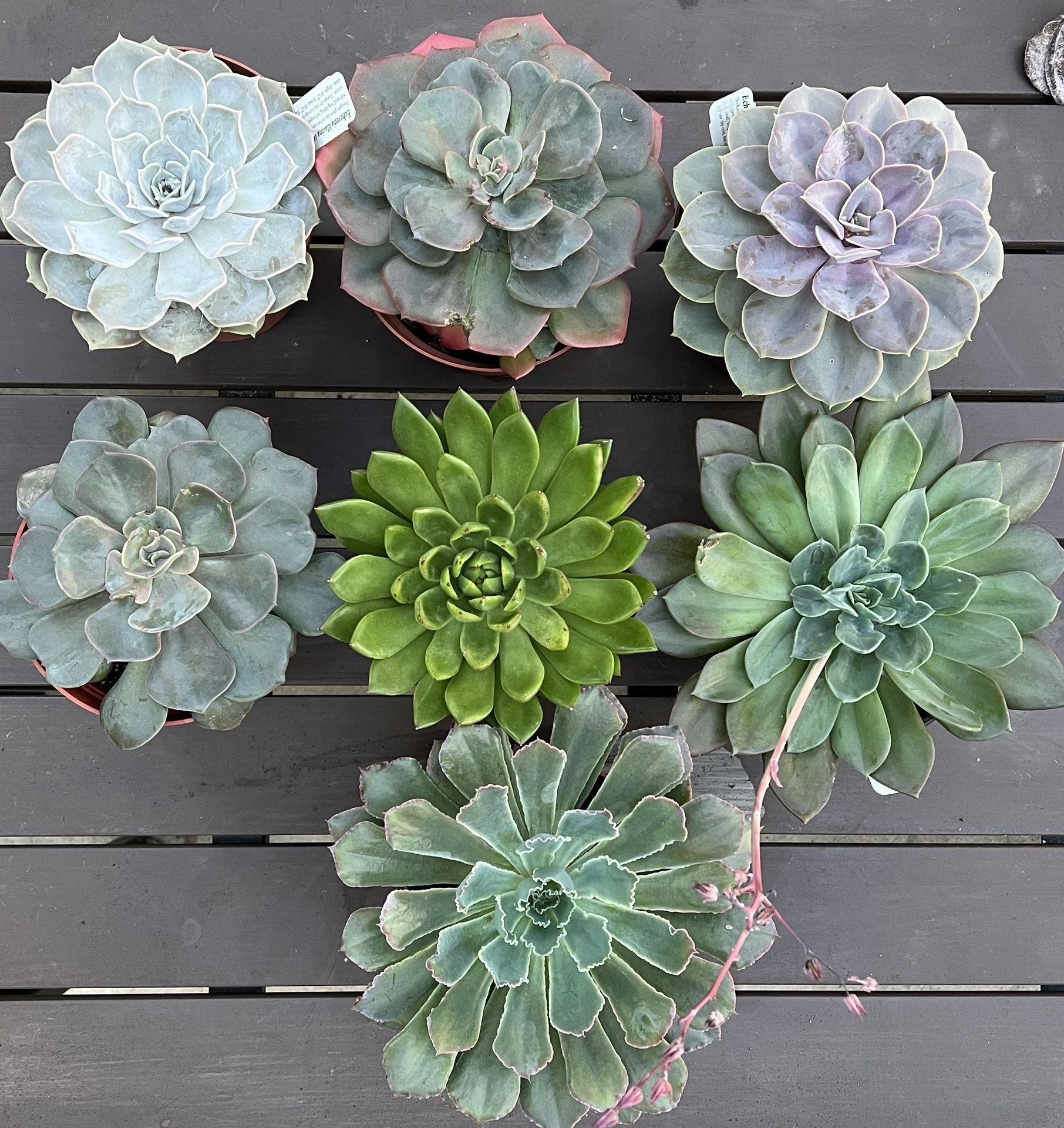 Beautiful Succulents 