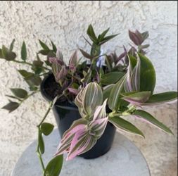 1.5 Gallon Pot Succulent Plant- Tradescantia Fluminensis Lavender Variegata  - Wandering Jew Variegated - Rooted & Established - Drought Resistant -🪴