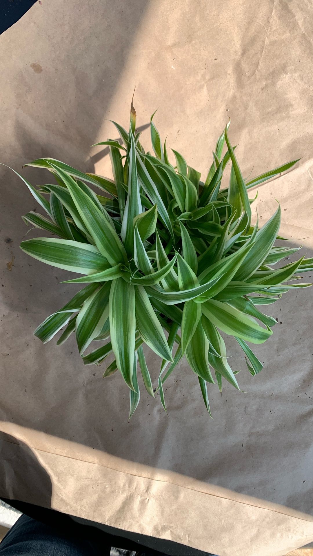 Spider Plant