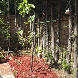 Strong and healthy fig tree