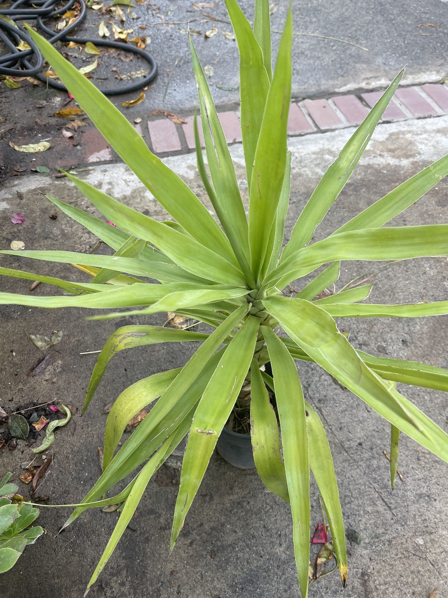 I Have Plant For Sell