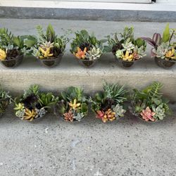 Little Succulent Pots , Each $2