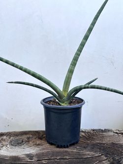 One gallon Cylindrical Snake Plant