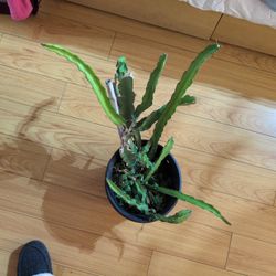 Planta Fruta Del Dragón $20