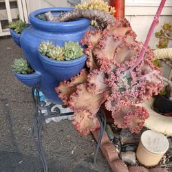 Succulents In Pottery