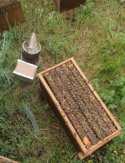 Double box bees two deep honey bees