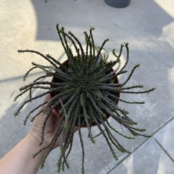 6” Medusa Succulent