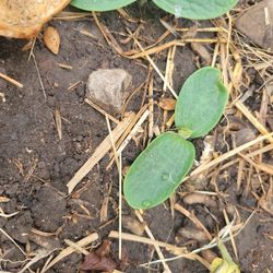 English Cucumber Starter Plant 