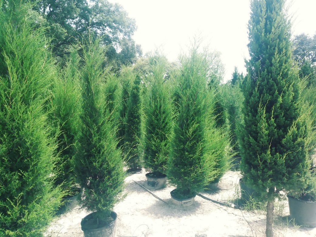 Cedar trees delivered and planted eight-foot-tall break for privacy